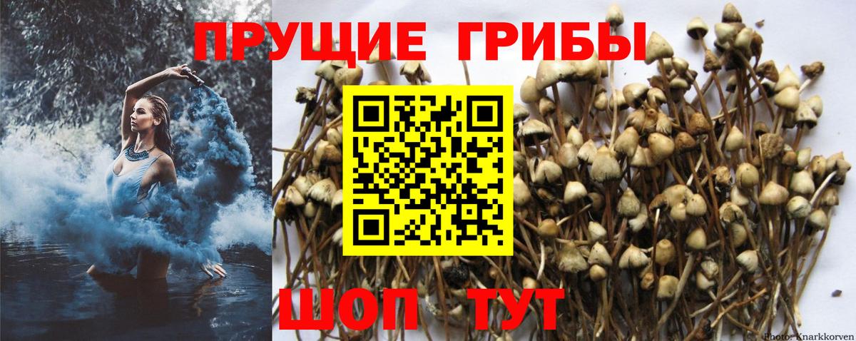 Павловский Посад  Псилоцибиновые грибы Magic Shrooms  Вход с VPN 